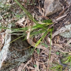 Carex breviculmis at Isaacs, ACT - 5 Sep 2022 03:26 PM