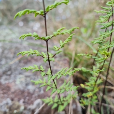 Cheilanthes sieberi subsp. sieberi (Narrow Rock Fern) at Isaacs, ACT - 5 Sep 2022 by Mike