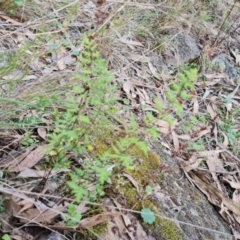 Cheilanthes sieberi subsp. sieberi at Isaacs, ACT - 5 Sep 2022