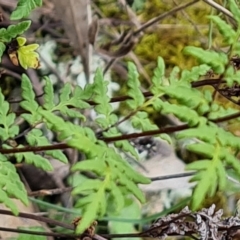 Cheilanthes sieberi subsp. sieberi at Isaacs, ACT - 5 Sep 2022