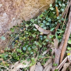 Asplenium flabellifolium (Necklace Fern) at Isaacs, ACT - 5 Sep 2022 by Mike