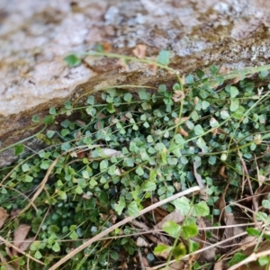 Asplenium flabellifolium at Isaacs, ACT - 5 Sep 2022