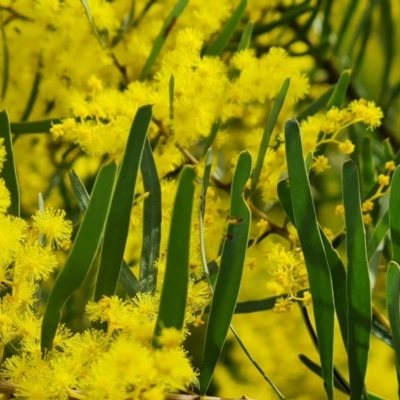 Acacia boormanii (Snowy River Wattle) at Isaacs, ACT - 5 Sep 2022 by Mike