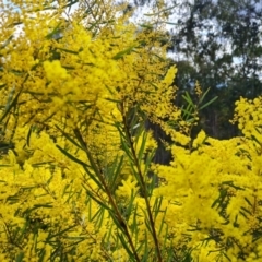 Acacia boormanii at Isaacs, ACT - 5 Sep 2022