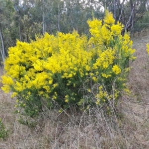 Acacia boormanii at Isaacs, ACT - 5 Sep 2022