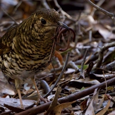 Zoothera lunulata (Bassian Thrush) at Triabunna, TAS - 27 Aug 2022 by KorinneM