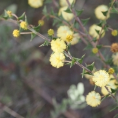 Acacia gunnii at Rendezvous Creek, ACT - suppressed