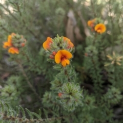Pultenaea subspicata (Low Bush-pea) at Sutton, NSW - 24 Oct 2021 by mainsprite