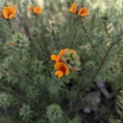 Pultenaea subspicata at Sutton, NSW - 24 Oct 2021