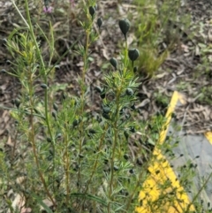 Gompholobium huegelii (Pale Wedge Pea) at Sutton, NSW - 24 Oct 2021 by mainsprite