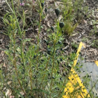 Gompholobium huegelii (Pale Wedge Pea) at Sutton, NSW - 24 Oct 2021 by mainsprite