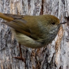 Acanthiza ewingii (Tasmanian Thornbill) at Triabunna, TAS - 27 Aug 2022 by KorinneM