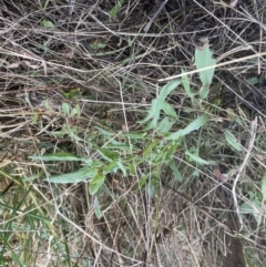 Rumex acetosella (Sheep Sorrel) at Aranda, ACT - 5 Sep 2022 by lbradley