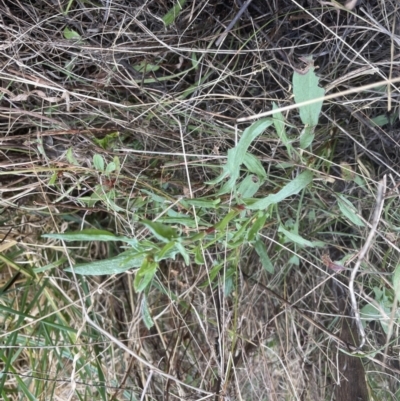 Rumex acetosella (Sheep Sorrel) at Aranda Bushland - 5 Sep 2022 by lbradley