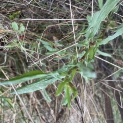 Rumex acetosella at Aranda, ACT - 5 Sep 2022 03:58 PM