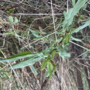 Rumex acetosella at Aranda, ACT - 5 Sep 2022