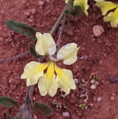 Goodenia cycloptera (Serrated Goodenia) at Mutawintji, NSW - 27 Aug 2022 by Darcy