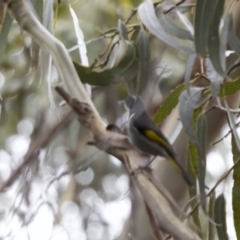 Phylidonyris pyrrhopterus (Crescent Honeyeater) at Triabunna, TAS - 5 Sep 2022 by KorinneM