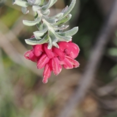 Grevillea lanigera (Woolly Grevillea) at Rendezvous Creek, ACT - 1 Sep 2022 by RAllen