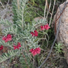 Grevillea lanigera at Rendezvous Creek, ACT - 1 Sep 2022