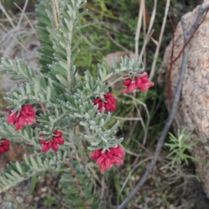 Grevillea lanigera at Rendezvous Creek, ACT - 1 Sep 2022