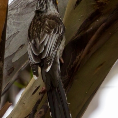 Anthochaera paradoxa (Yellow Wattlebird) at Triabunna, TAS - 27 Aug 2022 by KorinneM