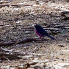 Petroica rodinogaster (Pink Robin) at Triabunna, TAS - 27 Aug 2022 by KorinneM