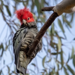 Callocephalon fimbriatum (Gang-gang Cockatoo) at Mount Majura - 2 Sep 2022 by Boagshoags