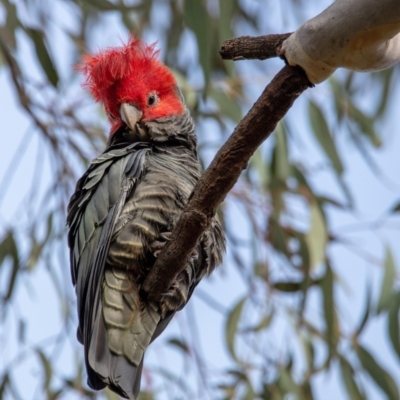 Callocephalon fimbriatum (Gang-gang Cockatoo) at Mount Majura - 2 Sep 2022 by Boagshoags