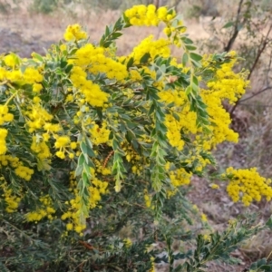 Acacia vestita at Isaacs, ACT - 5 Sep 2022