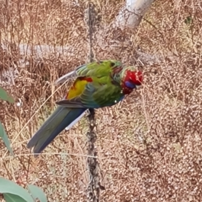 Platycercus elegans (Crimson Rosella) at Isaacs, ACT - 5 Sep 2022 by Mike