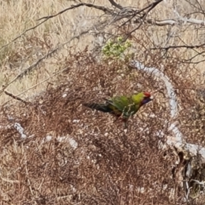 Platycercus elegans at Isaacs, ACT - 5 Sep 2022