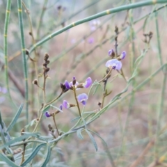 Glycine clandestina (Twining Glycine) at Isaacs Ridge - 5 Sep 2022 by Mike