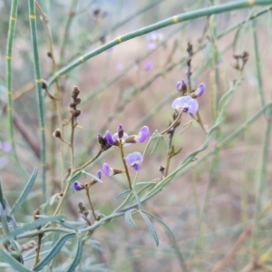 Glycine clandestina at Isaacs, ACT - 5 Sep 2022