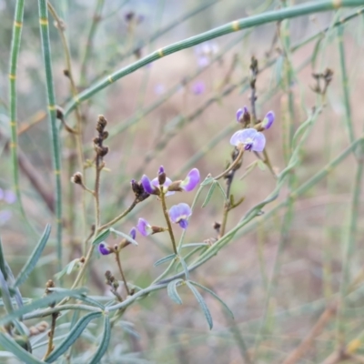 Glycine clandestina (Twining Glycine) at Isaacs, ACT - 5 Sep 2022 by Mike