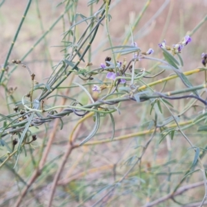 Glycine clandestina at Isaacs, ACT - 5 Sep 2022