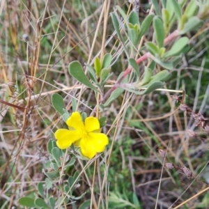 Hibbertia obtusifolia at Isaacs, ACT - 5 Sep 2022