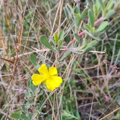 Hibbertia obtusifolia (Grey Guinea-flower) at Isaacs, ACT - 5 Sep 2022 by Mike