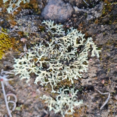 Parmeliaceae (family) (A lichen family) at Isaacs Ridge - 5 Sep 2022 by Mike