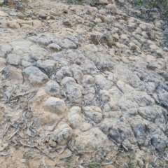 Unidentified Fossil / Geological Feature at Isaacs, ACT - 5 Sep 2022 by Mike