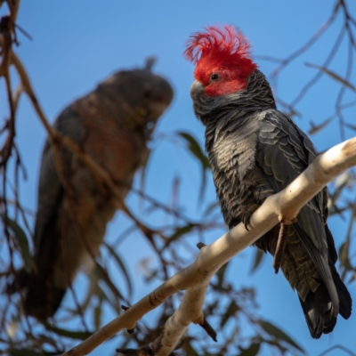 Callocephalon fimbriatum (Gang-gang Cockatoo) at Paddys River, ACT - 4 Sep 2022 by Boagshoags