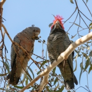 Callocephalon fimbriatum at Paddys River, ACT - 4 Sep 2022