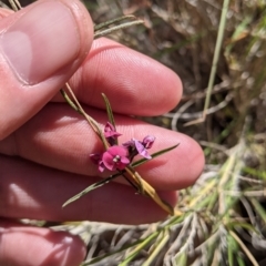 Glycine canescens (Silky Glycine) at Mutawintji, NSW - 27 Aug 2022 by Darcy