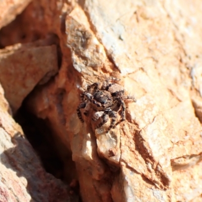 Euophryinae sp. (Rockhopper) undescribed (Euophryinae sp. (Rockhopper) undescribed) at Aranda Bushland - 3 Sep 2022 by CathB