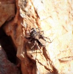 Euophryinae sp. (Rockhopper) undescribed at Aranda, ACT - 3 Sep 2022