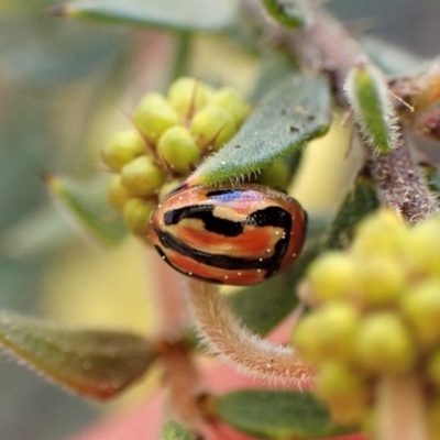 Peltoschema trilineata (Leaf beetle) at Molonglo Valley, ACT - 3 Sep 2022 by CathB