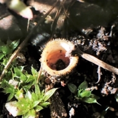 Nidula sp. (A bird's nest fungus) at Molonglo Valley, ACT - 3 Sep 2022 by CathB