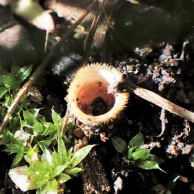 Nidula sp. (A bird's nest fungus) at Aranda Bushland - 3 Sep 2022 by CathB