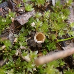 Nidula sp. at Molonglo Valley, ACT - 3 Sep 2022