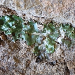 Marchantia foliacea (Liverwort) at Cook, ACT - 31 Aug 2022 by CathB